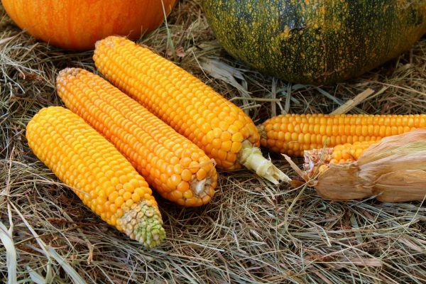 corn, vegetables, harvest
