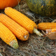 corn-vegetables-harvest-stockpack-pixabay.jpg corn, vegetables, harvest