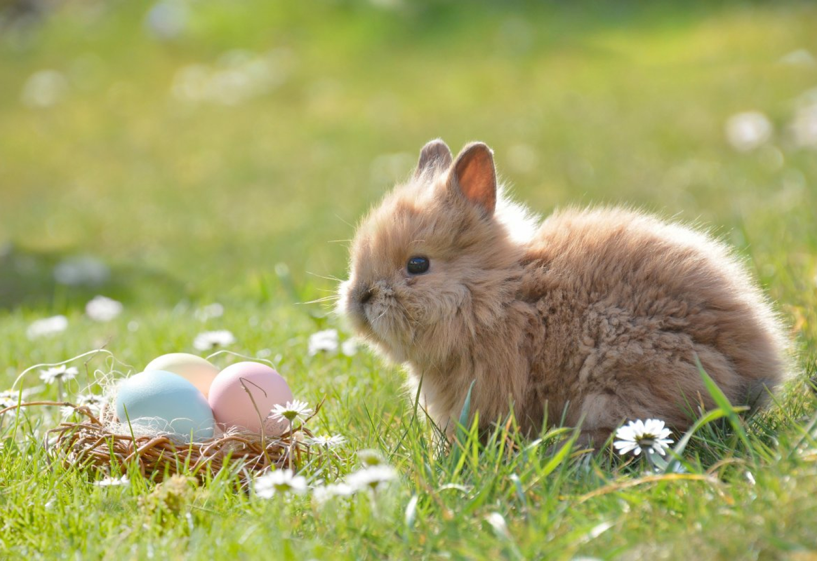 easter-easter-bunny-egg-stockpack-pixabay.jpg easter, easter bunny, egg