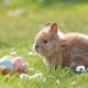 easter, easter bunny, egg