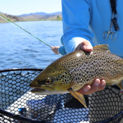 fish, fishing, trout
