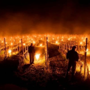 foc in vie Foc In Vie