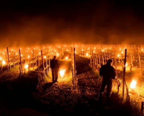 foc in vie Foc In Vie