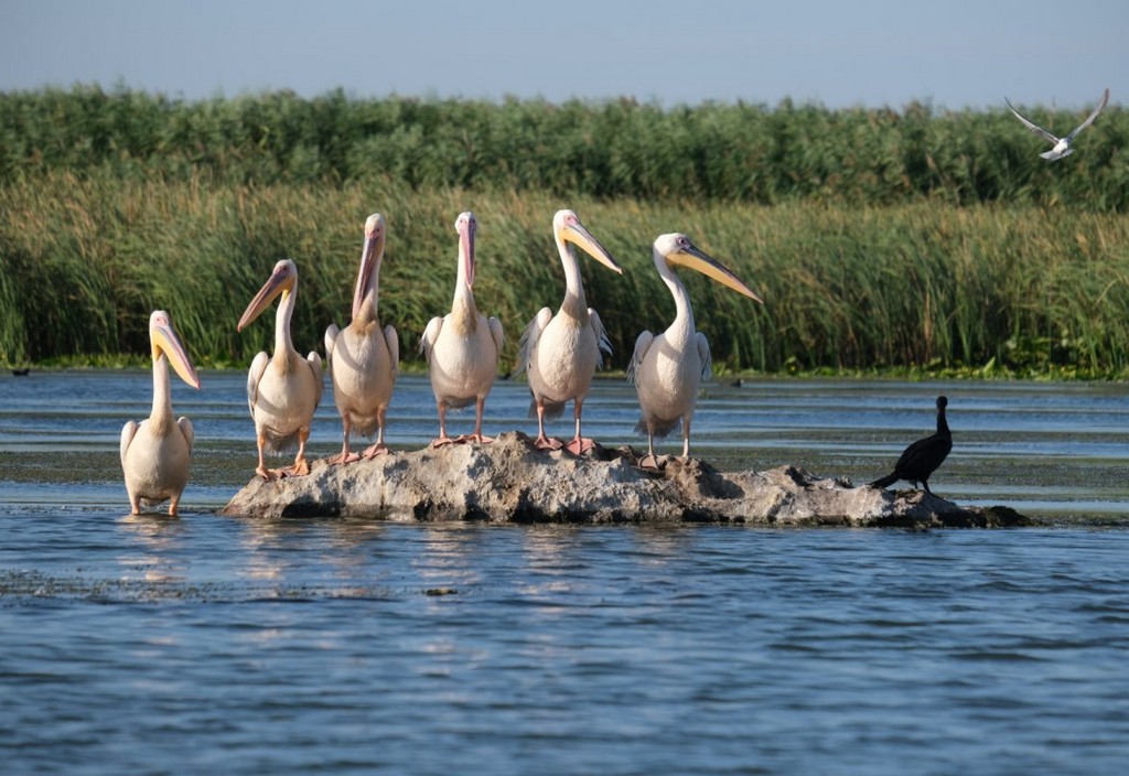great white pelicans, birdwatching, danube delta