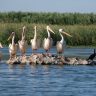 great white pelicans, birdwatching, danube delta