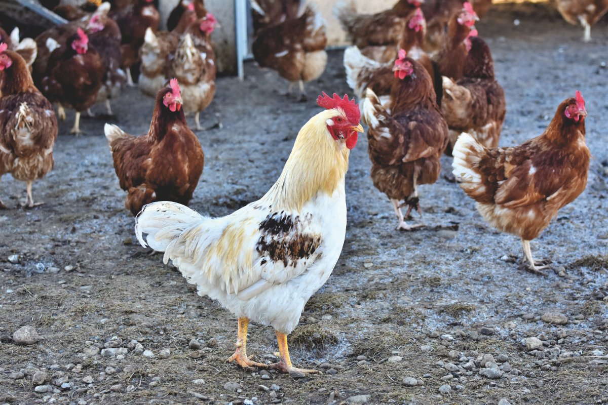 hahn, gockel, chicken