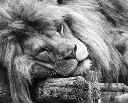 lion, tawny, look