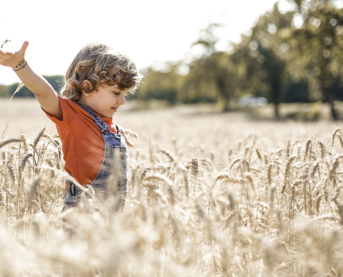 Little boy in wheat field