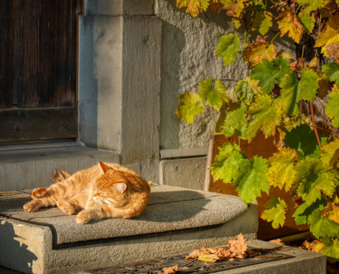 loll, cat, sun