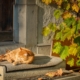loll-cat-sun-stockpack-pixabay.jpg loll, cat, sun