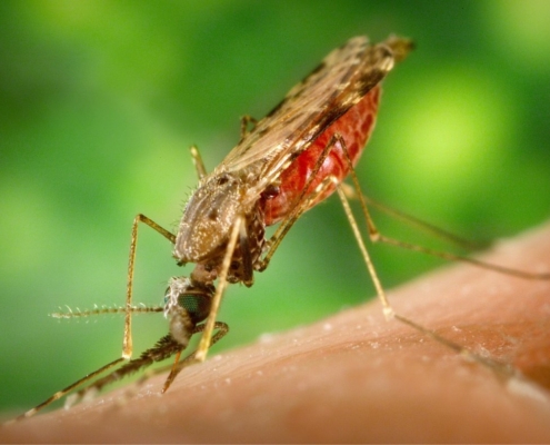mosquito-malaria-plaque-stockpack-pixabay.jpg mosquito, malaria, plaque