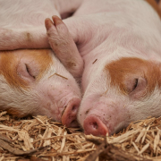 piglet-sleep-pig-stockpack-pixabay.jpg piglet, sleep, pig