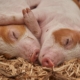 piglet-sleep-pig-stockpack-pixabay.jpg piglet, sleep, pig