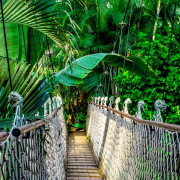 suspension bridge, rainforest, amazon