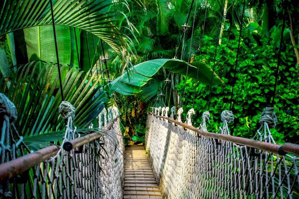 suspension bridge, rainforest, amazon