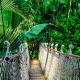 suspension-bridge-rainforest-amazon-stockpack-pixabay.jpg suspension bridge, rainforest, amazon