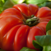 tomato-vegetable-beef-heart-stockpack-pixabay.jpg tomato, vegetable, beef heart