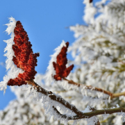 tree-blossom-bloom-stockpack-pixabay.jpg tree, blossom, bloom