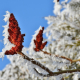 tree-blossom-bloom-stockpack-pixabay.jpg tree, blossom, bloom