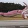_118314874_squid1 118314874 Squid1