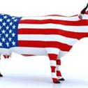 a-US-cow-export A Us Cow Export
