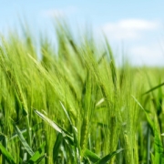 barley-cereal-grains-stockpack-pixabay.jpg barley, cereal, grains