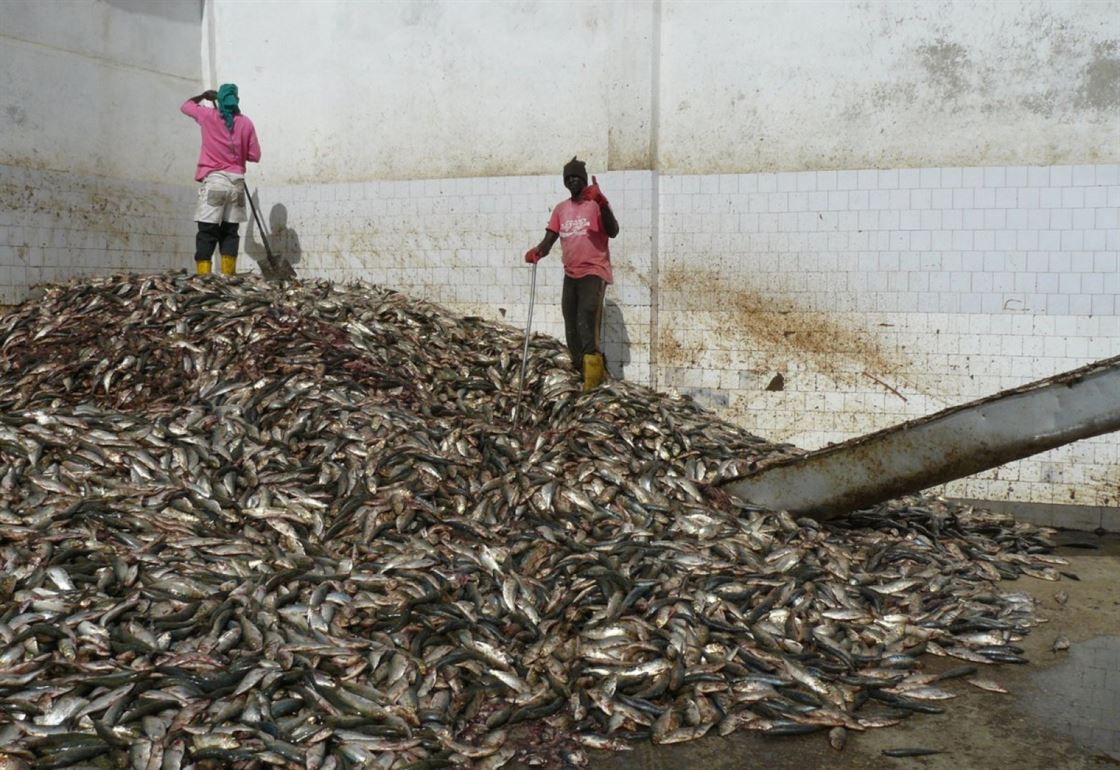 fish meal factory Fish Meal Factory