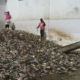 fish meal factory Fish Meal Factory