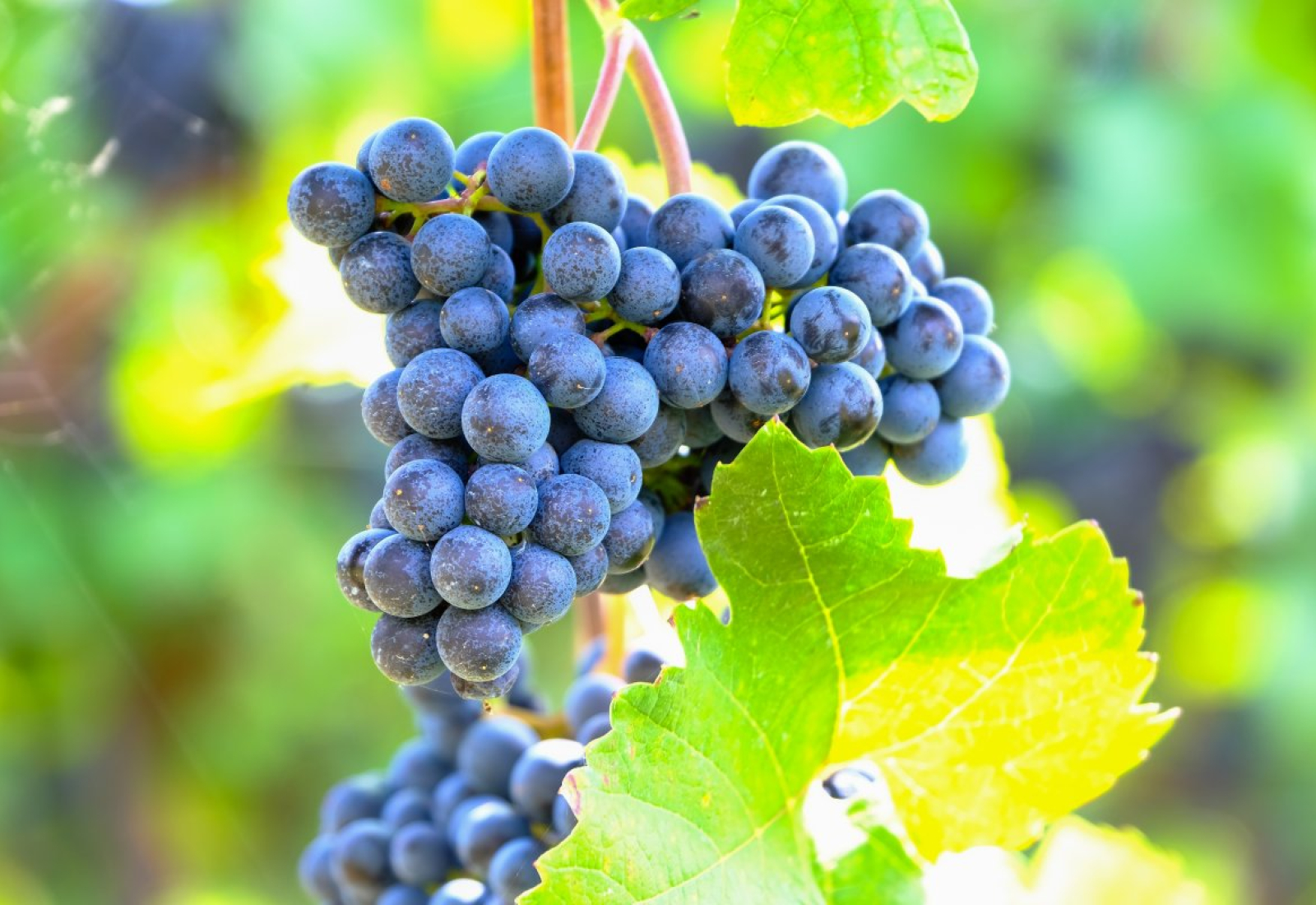 grapes-blue-fruit-stockpack-pixabay.jpg grapes, blue, fruit