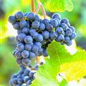 grapes-blue-fruit-stockpack-pixabay.jpg grapes, blue, fruit