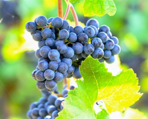 grapes, blue, fruit