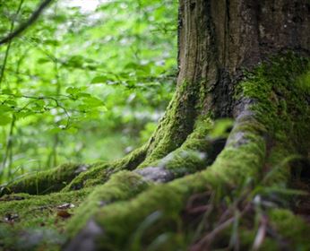 green-tree-near-green-plants-stockpack-pexels.jpg Green tree near green plants