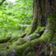 green-tree-near-green-plants-stockpack-pexels.jpg Green tree near green plants