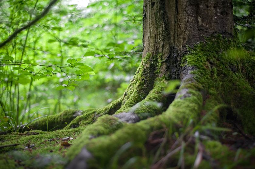 Green tree near green plants