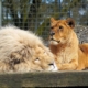lion, lioness, big cats