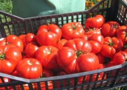 Primele Rosii Romanesti