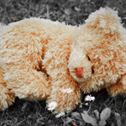 teddy-lonely-teddy-bear-stockpack-pixabay.jpg teddy, lonely, teddy bear