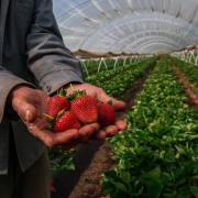 1-sultanhisar-strawberries 1 Sultanhisar Strawberries