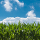 corn-field-farm-clouds-stockpack-pixabay.jpg corn field, farm, clouds