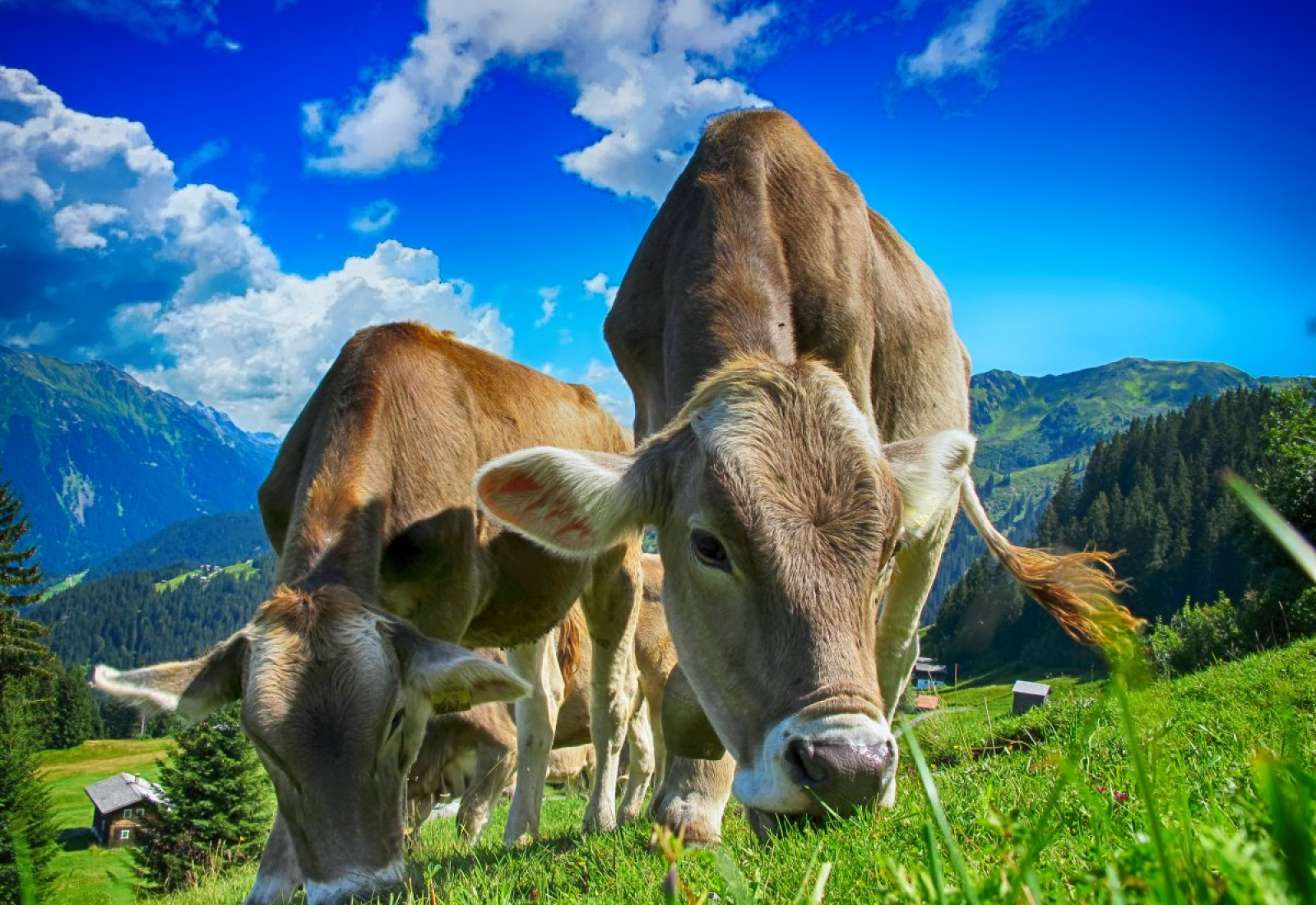 cows-cattle-farm-stockpack-pixabay.jpg cows, cattle, farm