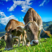 cows-cattle-farm-stockpack-pixabay.jpg cows, cattle, farm