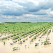 culturi agricole compromise Culturi Agricole Compromise