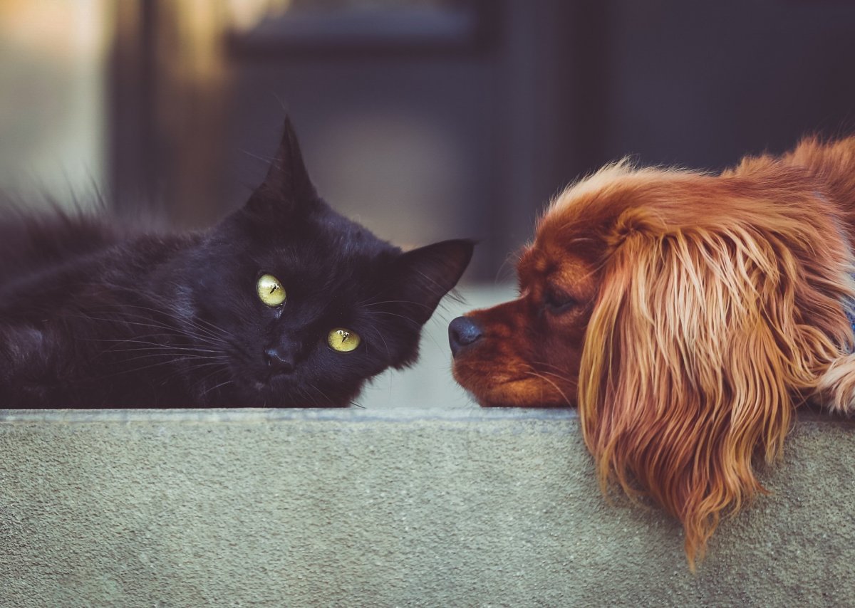 dog-cat-pets-stockpack-pixabay.jpg dog, cat, pets