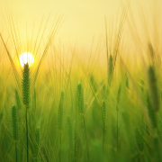 Field of plants