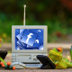 frogs-computer-facebook-stockpack-pixabay.jpg frogs, computer, facebook