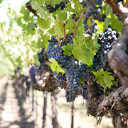 grapes, wine grapes, purple grapes