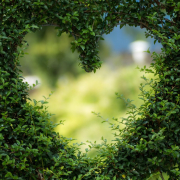heart-leaves-foliage-stockpack-pixabay.jpg heart, leaves, foliage