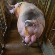 sperma de porc Sperma De Porc