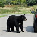 bear-beautiful-animal-stockpack-pixabay.jpg bear, beautiful, animal