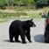 bear, beautiful, animal